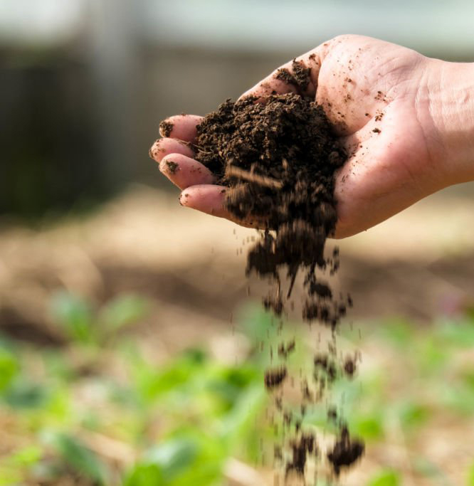 Female hands touching soil in farm. Hand of farmer checking soil health before planting vegetable seeds or seedlings. Home gardening and grow vegetable concept.